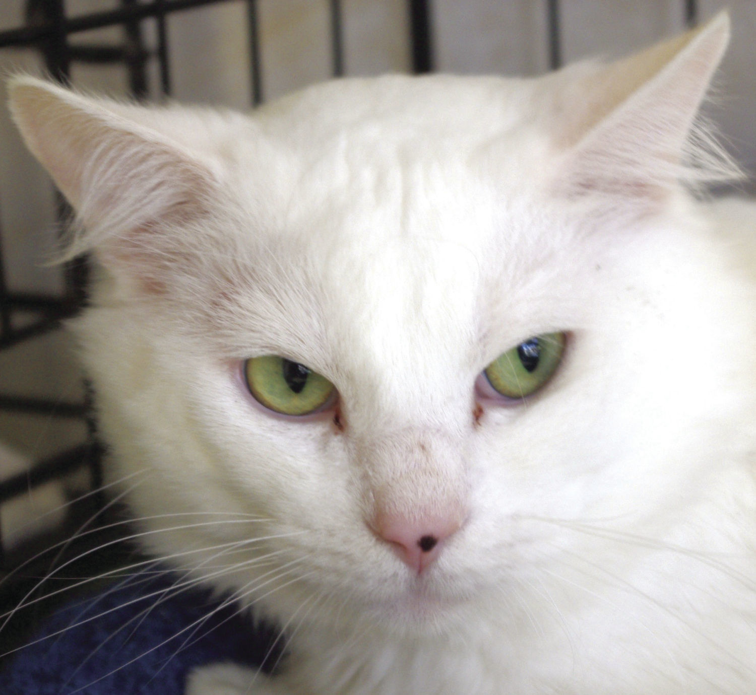 Pets of the Week: Ivory